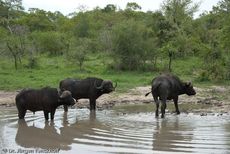 Afrikanischer Büffel (44 von 102).jpg